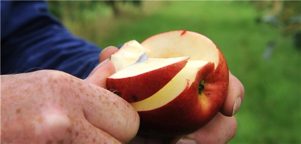 Mit Obst und Gemüse gegen Altersgebrechlichkeit? Menschen mit Frailty-Syndrom haben einer Studie zufolge zu wenig Vitamin D, E und Carotinoide im Blut.