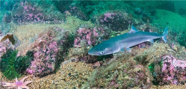 Mit Squalamin hat sich die Frequenz des Stuhlgangs im Laufe einer Phase-2-Studie mehr als vervierfacht, unter Placebo nicht ganz verdoppelt.