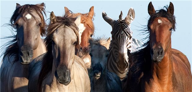 Pferdeherde galoppiert