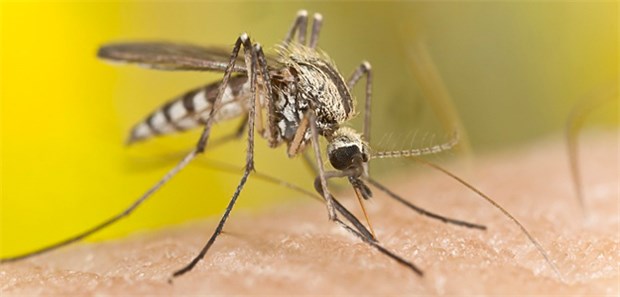 Zika-Viren nutzten Fußball-WM aus Mit den Aedes-Überträgermücken breiten sich auch Dengue-, Chikungunya- und Zika-Viren aus.