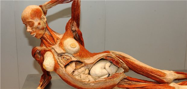 Ein Leben für die Plastination Mit der Ausstellung „Körperwelten“, in der zahlreiche Plastinate gezeigt werden, ist der Anatom Gunther von Hagens weit über Deutschland hinaus bekannt geworden. In Deutschland ist seine Arbeit nicht unumstritten.