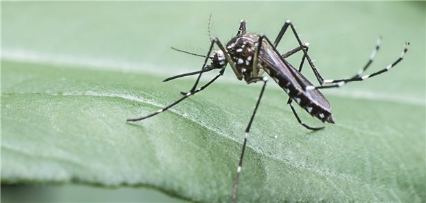  Tigermücke sitzt auf einem Blatt