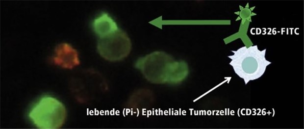 Zytostatika-Effekt auf Tumorzellen aus dem Blut getestet Mit einem grün markierten Antikörper (CD326-FITC) lassen sich epitheliale Tumorzellen, die den Marker CD326 haben, sichtbar machen.