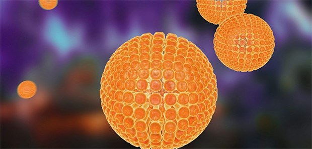 Mit einer Impfung kann man sich vor einer Infektion mit Hepatitis A Viren schützen.