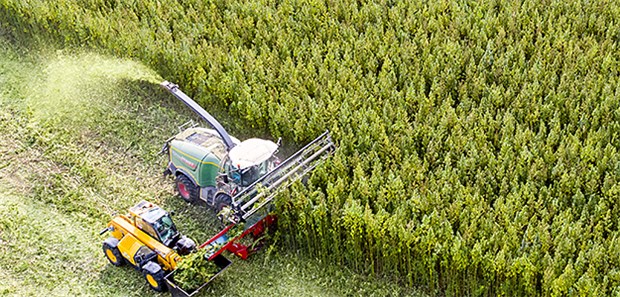 Fünf Meter hoher Cannabis in Sachsen geerntet Mit einer eigens entwickelten Erntemaschine erntet ein Landwirt Cannabis. Von den bis zu fünf Meter hohen Pflanzen werden vorerst nur die Blütenspitzen verwendet.
