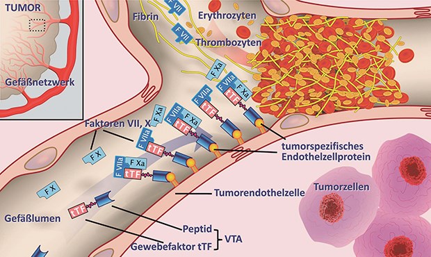 Mit einer neuen Klasse von Eiweißstoffen lässt sich gezielt in Tumorgefäßen die Gerinnung anstoßen.