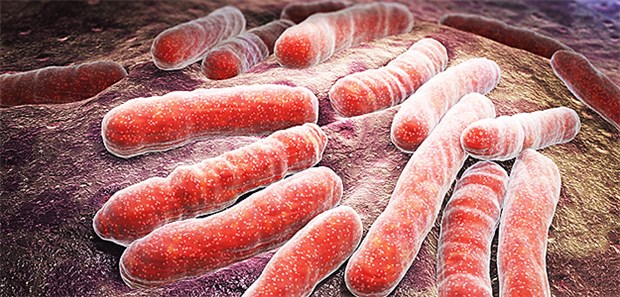 Mit einer neuen Vierfachtherapie soll Tuberkulose-Erregern der Garaus gemacht werden.