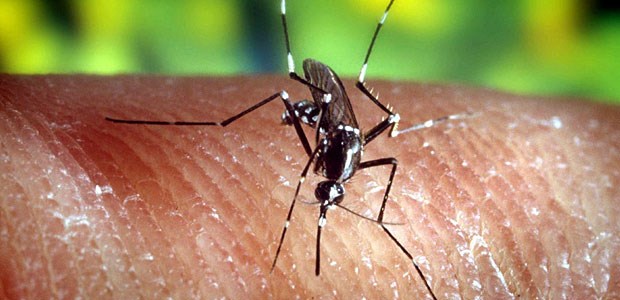 Zwei mutierte Gene als potenzielle Waffen gegen Malaria Mit mutierten Genen gegen Malaria? Zumindest die Grundlagenforschung kommt voran.