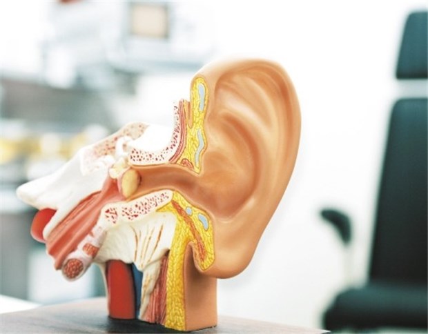 MedTech-Branche will Ärzten bei der Aufklärung helfen Mit plastischen Anschauungsmaterialen wie Modellen, Fotos oder Filmen kann die Patientenaufklärung unterstützt werden.