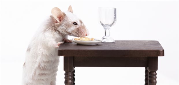 Mithilfe von Mäusen wurden Folgen einer kalorienarmen Ernährung erforscht.