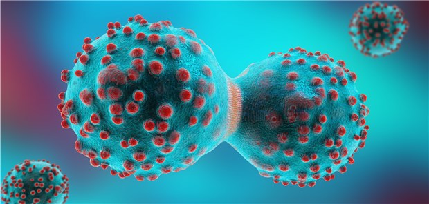 Warum Körperzellen beim Krebs plötzlich bösartig werden Mitose unter elektronenmikroskopischer Sicht: Eine Krebszelle teilt sich.