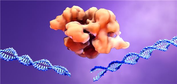 Schematische Darstellung einer zertrennten DNA-Doppelhelix und eines Proteins