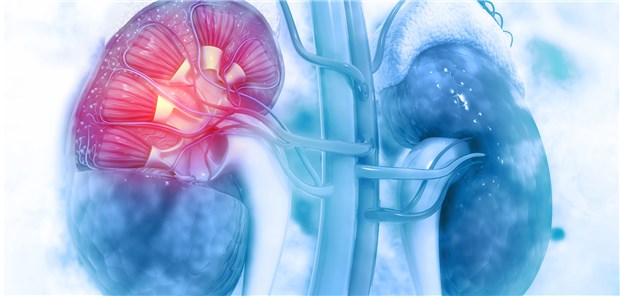 Model einer Niere: Canagliflozin scheint nicht nur bei Diabetes zu helfen, sondern auch die Niere zu schützen.