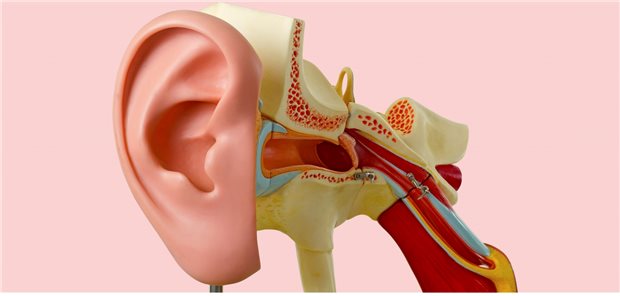 Modell der inneren und äußeren Gehörgänge: So kann verdeutlicht werden, wo bei rezidivierenden Mittelohrentzündungen das Paukenröhrchen platziert wird. Ist ein solcher Eingriff aber überhaupt notwendig?