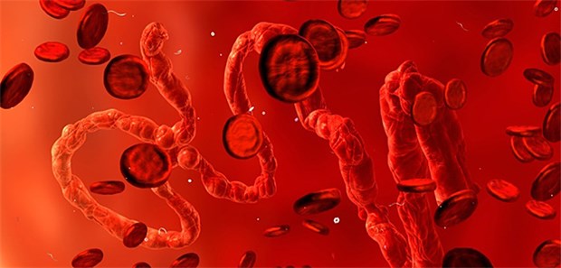 Forscher entwickeln Schnelltest für Impfstoff-Wirksamkeit Modell des Ebola-Virus. Anhand eines Impfstoffkandidaten haben Hamburger Forscher einen Schnelltest auf die Impstoff-Wirksamkeit entwickelt.