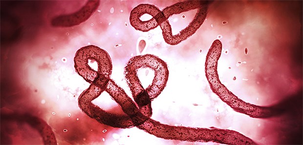 Ebola-Epidemie erreicht Uganda Modell des Ebolavirus.