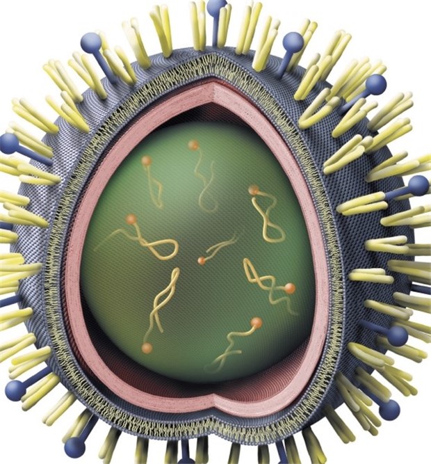 Modell des Influenzavirus - bereits im Jahr 1580 hatte eine Grippe-Welle den Menschen in Deutschland einen großen Schrecken eingejagt.