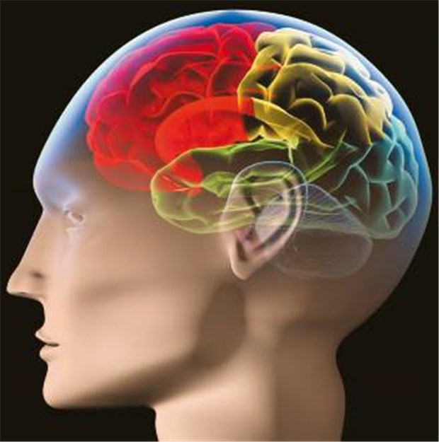 Entzündungshemmung schützt nicht vor Alzheimer Modell des menschlichen Gehirns. Die Hoffnung, dass bestimmte Antiphlogistika eine Demenz verhindern, wurde jetzt enttäuscht.