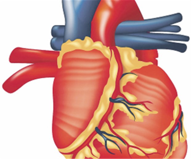 Gicht-Arznei entpuppt sich als Antiarrhythmikum Modell des menschlichen Herzens.