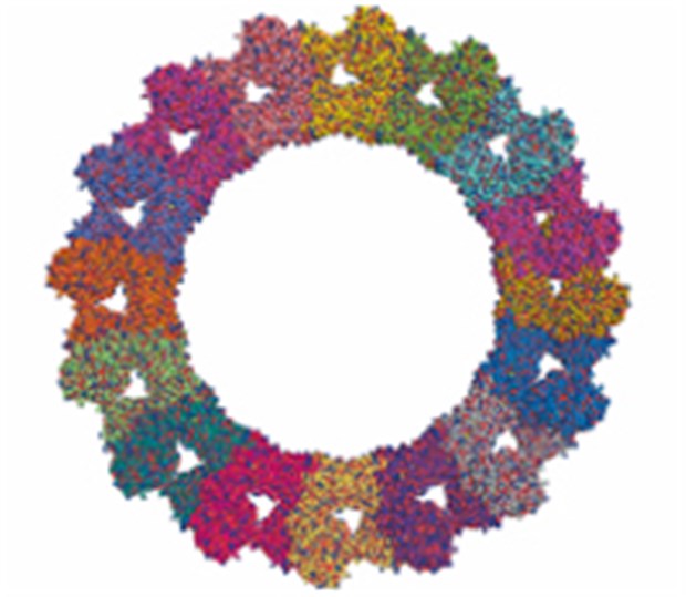 Grippeviren werden mit Fußangel gefesselt Modell des ringförmigen Mx Proteins. © MDC, Berlin