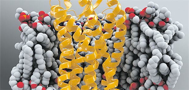 Schutz vor HIV, aber ein verkürztes Leben Modell eines Chemokinrezeptor 5 (CCR 5) in der Zellmembran (grau) eines T-Lymphozyten.