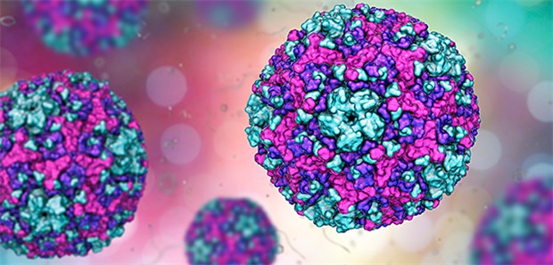 Modell eines Coxsackie-Virus: Dieses hat in einer Studie erstaunliche Wirkung gezeigt.
