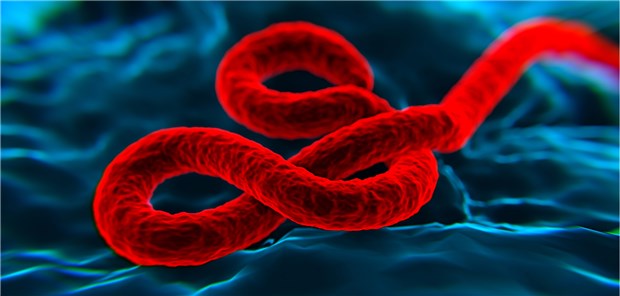 Mehr als 1200 Menschen im Kongo gegen Ebola geimpft Modell eines Ebola-Erregers: Das Virus breitet sich derzeit wieder im Kongo aus.