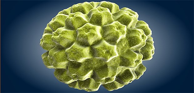 Tausende HPV-Tumoren pro Jahr sind vermeidbar Modell eines HP-Virus: Forscher des RKI vermuten, dass erst nach 2023 die HPV-indizierten Tumoren deutlich zurückgehen.