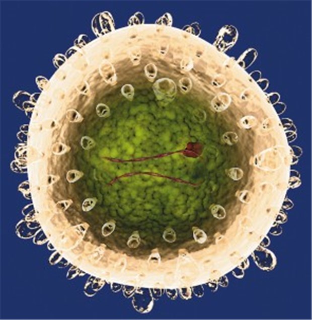 "Hepatitis B? Am besten testen!" - eine Aufklärungskampagne informiert Modell eines Hepatitis-B-Virus.