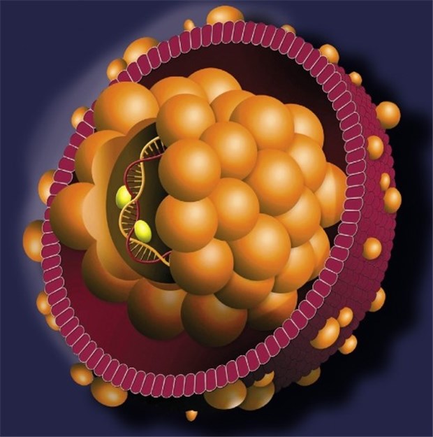 Viele Hepatitis-B-Viren? Therapie-Start! Modell eines Hepatitis-B-Virus (HBV). Ziel dieser umhüllten DNA-Viren sind die Zellen in der Leber.