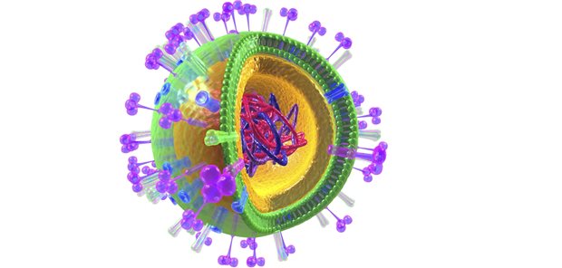 Ende der Grippewelle wohl erreicht Modell eines Influenza-Virus