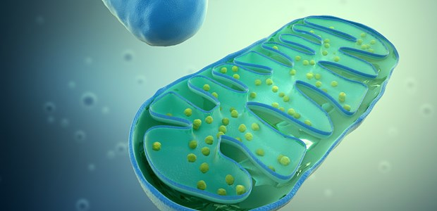 Briten wollen umstrittene IvF erlauben Modell eines Mitochondriums. Die Prävention von Mitochondriopathien durch den Ersatz dieser Zellorganellen bietet eine Chance, die Krankheit in den Familien zu eliminieren.