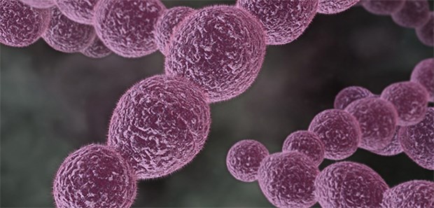 B-Streptokokken töten jährlich Hunderttausende Kinder Modell eines Streptokkus: Weltweit tragen 21,7 Millionen Schwangere B-Streptokokken in sich.