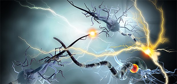 Modell von Nervenzellen: Bei MS greift das Immunsystem die Neuronen selbst an und zerstört sie.