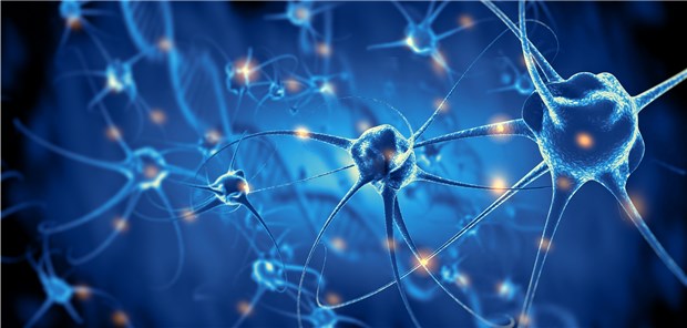 Modell von Nervenzellen: Gegen ALS könnte es bald eine wirksame RNA-Therapie geben.