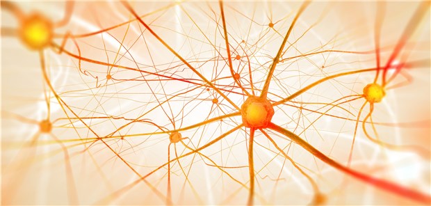Modell von Nervenzellen im Gehirn: Bei MS zerstört das Immunsystem die Myelinscheiden von Neuronen.