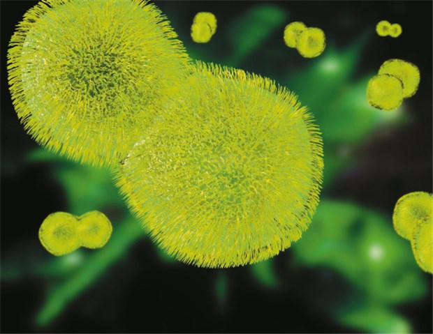 Impfstoffe decken Serotypen bei Pneumokokken gut ab Modell von Streptococcus pneumoniae.