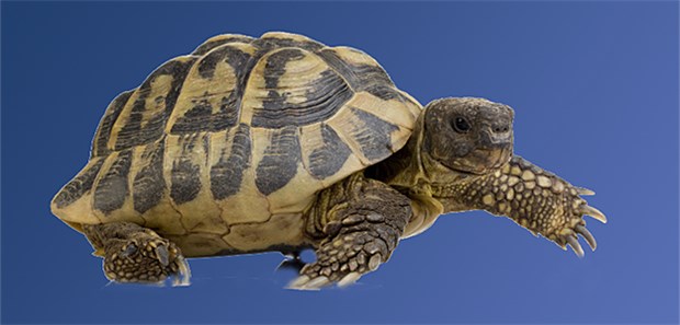 Fossile Kröte mit Knochenkrebs Moderner Verwandter der Ur-Schildkröte.