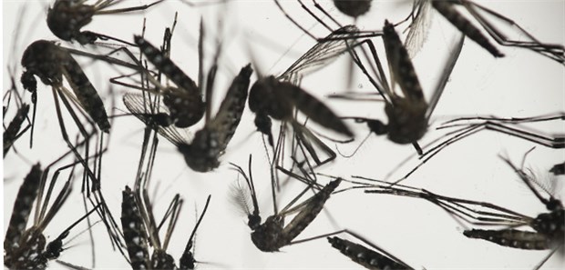 Mit Sonnenenergie auf Mückenjagd Mosquitos können nicht nur Malaria-Erreger, sondern auch Dengue- oder Zika-Viren übertragen.