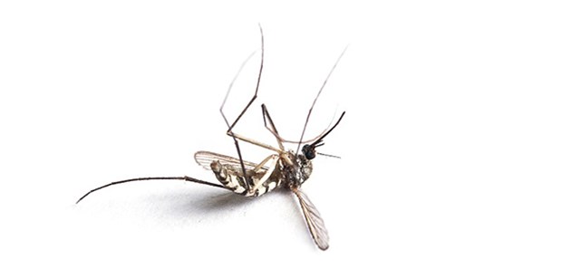 Weniger US-Gelder = Millionen neuer Malaria-Fälle Mosquitos übertragen Malaria: Durch Kürzungen im US-Budget könnte es 290.000 zusätzliche Malaria-Todesfälle geben, so die Berechnungen von Forschern.