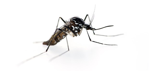 Globaler Zika-Notstand aufgehoben Mosquitos übertragen das Zika-Virus.