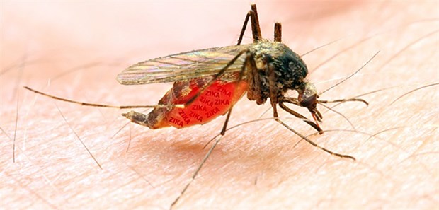 Zika löst offenbar auch deformierte Gelenk aus Mosquitos übertragen das Zika-Virus und damit wohl auch Gelenkdeformationen bei Neugeborenen.