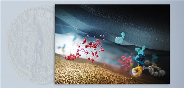 Mosunetuzumab führt T-Zellen mit B-Zellen zusammen, indem es gleichzeitig CD20 auf B-Zellen und CD3 auf T-Zellen bindet. Dies resultiert in der Freisetzung von Perforin und Granzymen und schließlich in der Apoptose der B-Zelle.