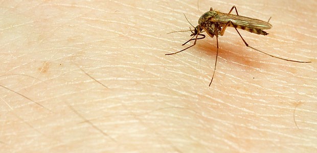 Kleine Schritte auf dem Weg zum Impfstoff Mücke: Gegen Malaria machen immer mehr Impfstoff-Kandidaten von sich Reden.