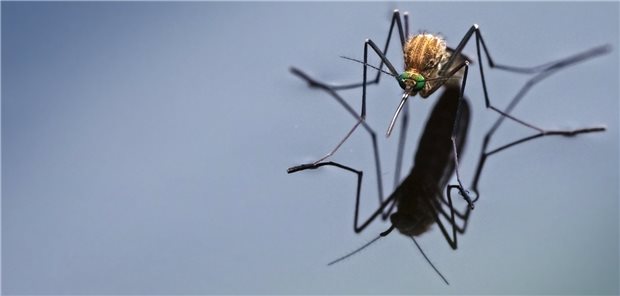 Achtung vor West-Nil-Virus in Ostdeutschland Mücken der Gattung Culex pipiens sind in Deutschland weit verbreitet und Hauptüberträger des West-Nil-Virus.