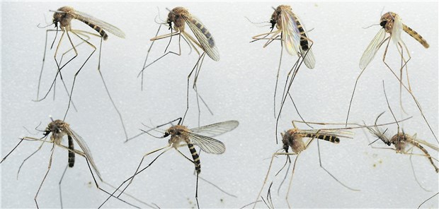 West-Nil-Virus erstmals in Deutschland Mücken der Gattung Culex sind die Hauptüberträger des West-Nil-Fiebers.