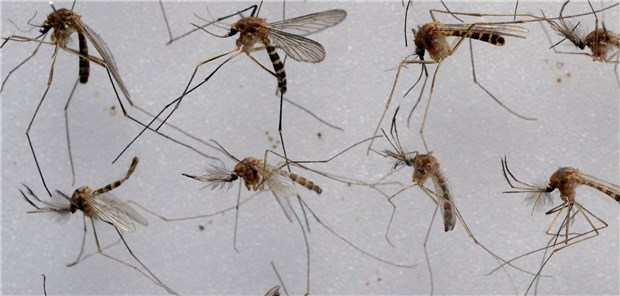 Hunderte unbemerkte West-Nil-Fälle vermutet Mücken der Gattung Culex sind die Hauptüberträger des West-Nil-Virus.