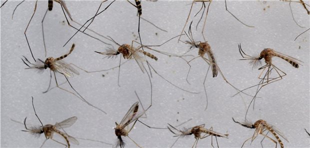 RKI rechnet mit Ausbreitung des West-Nil-Virus in Deutschland Mücken der Gattung Culex sind die Hauptüberträger des West-Nil-Fiebers. Sie sind in Deutschland weit verbreitet.
