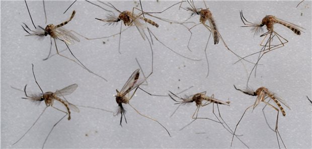 RKI: Ärzte sollten bei Fieber unklaren Ursprungs an das West-Nil-Virus denken Mücken der Gattung Culex sind die Hauptüberträger des West-Nil-Virus. Sie sind in Deutschland weit verbreitet.