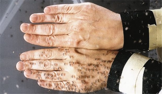 Malaria bei Reisenden auf Tiefststand Mückenschutz (die obere Hand trägt ein Repellent) reduziert Infekte.